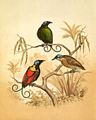 Wilson's bird-of-paradise, 19th century illustration