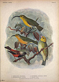 Extinct birds, illustration