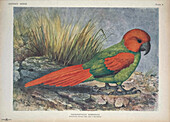 Rodrigues parrot, illustration