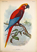 Jamaican red macaw, illustration