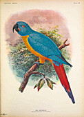 Red-tailed macaw, illustration