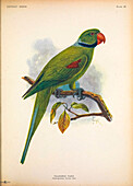 Seychelles parakeet, illustration