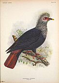 Mauritius blue pigeon, illustration