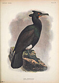 Spectacled cormorant, illustration