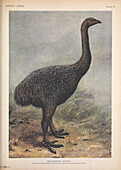 Moa, illustration