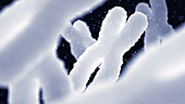 Chromosomes, illustration