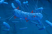 Bacteriophages infecting bacterium, illustration