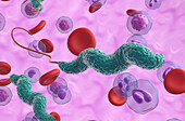 Campylobacter jejuni infection, illustration