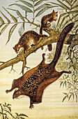 Flying squirrel, 19th century illustration