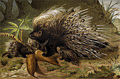 Crested porcupine, 19th century illustration