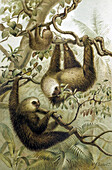 Two-toed sloths, 19th century illustration