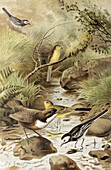 Dipper and wagtails, 19th century illustration