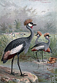 East African balearic crane, 19th century illustration