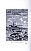 Whales and ship, 19th century illustration