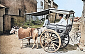 Native bullock-cart