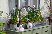 Spring snowflake (Leucojum Vernum), grape hyacinth 'Alba' (Muscari), hyacinths (Hyacinthus) in flower box with Easter decoration on the patio
