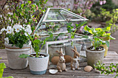 Rettich, Kohlrabi, Kopfsalat, Jungpflanzen im Miniglashaus und Hornveilchen (Viola Cornuta) im Topf, mit Eiern und Hasenfiguren auf Gartentisch