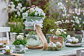 Hornveilchen (Viola Cornuta) und Gänseblümchen (Bellis) in Töpfen mit Ostereiern und Federn auf gedecktem österlichem Tisch