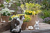 Primroses 'Goldie', calamus 'Ogon', goose cress 'Alabaster', spurge 'Ascot Rainbow', horned violets in flower baskets with Easter eggs and rabbit figurine on the patio next to cat