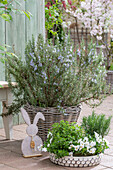 Horned violets (Viola cornuta), rosemary and oregano in pots and wicker basket with Easter bunny figure on the patio
