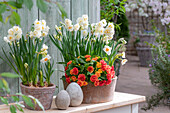Narzissen (Narcissus) 'Bridal Crown' und 'Geranium', Primel (Primula) 'Sweet Apricot' in Töpfen, Ostereier auf der Terrasse