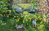 Daffodils (Narcissus) in the garden in front of seating area with Acapulco armchairs, picnic basket with eggs and dog