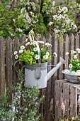 Gänseblümchen und Salat in alte Gießkanne eingepflanzt, am Gartenzaun hängend, Ostereier mit Blumen in Vintage-Schüssel