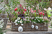 Tulip 'Canasta', horned violet, daisy 'Pink Gem', foam flower 'Pink Torch', daisy and purple bellflower 'Black Forest Cake' in flower box with Easter eggs