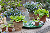 Forget-me-nots (Myosotis) in planters, lettuce in ceramic pots on the terrace on a wooden table