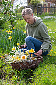 Frau erntet Narzissen im Blumenbeet, Blumenstrauss aus  Blüten der Felsenbirne (Amelanchier), Narzissen (Narcissus), Brautspiere, Märzenbecher, Weidenkorb im Garten