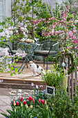Zwergflieder 'Palibin', Blutpflaume 'Nigra', Tulpen, Marokkomargerite, Vergissmeinnicht im Blumenbeet, Osterkranz und Hund vor gedecktem Tisch auf Terrasse