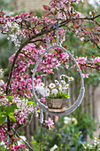 Gänseblümchen (Bellis perennis) in Topf mit Feder und Hühnerei in gebundenem Osterei als Blumenampel, hängend in rosa Blütenzweigen