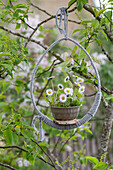 Daisy (Bellis perennis) in pot in rope Easter egg hanging basket
