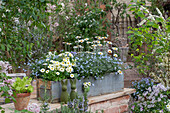 Blumenkasten mit Vergißmeinnicht, Gänseblümchen, Margerite 'African Spring', Primeln, Pflücksalat und Hasenfiguren auf Mauer im Garten