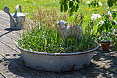Ostergras aus Sommergerste 'Pirona' mit Lammfigur in alter Zinkwanne