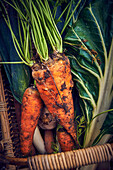 Basket of freshly harvested carrots and vegetables