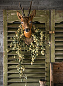 Antlers with hop wreath on green window shutter with slats