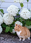 Rot-weiße Katze sitzt zwischen weißen Hortensien (Hydrangea)