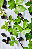 Blackberries and blackberry twigs with blackberry leaves