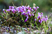 Moss heath (Norway)