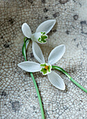 Snowdrops (Galanthus) on a rustic ceramic background