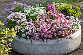 Colourful flower mix in concrete planter - saxifrage, spurge 'Athene', blue cushion