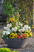 Flowering arrangement in a large bowl - forsythia, primroses 'Sunny yellow', 'Goldie', 'Frosty White', daffodils 'Geranium', spurge 'Athene', watercress 'Alabaster'