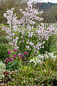 Flowering ornamental cherry tree (March cherry) in the spring garden surrounded by perennials - woodrush, bergenia 'Abendkristall', ribbon flower 'Candy Ice', daisy 'Alabaster', spurge 'Athene', garlic rocket