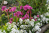 Farbenfrohe Bergenia 'Abendkristall' und Schleifenblume 'Candy Ice' in einem Frühlingsgarten