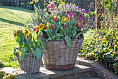 Colourful spring flowers and herbs in wicker pots in the garden - rosemary, 'Siesta' tulip, 'Winter Light', 'Winter Power' 'Lavender', 'Evening Crystal' bergenia, 'Goldie' primroses