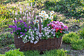 Bunter Blumenkorb mit Frühjahrsblüten im Garten - Narzissen 'Geranium', Herzblättrige Schaumblüte 'Pink Torch', Gänseblümchen, Primel 'Flieder', Gänsekresse 'Pink Gem', Goldlack 'Lilac'