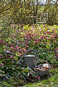 Blooming spring roses (Helleborus Orientalis) in the garden bed with watering can and tool basket