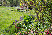 Lungwort (Pulmonaria) and cushion spurge (Euphorbia polychroma) in garden bed in front of garden bench