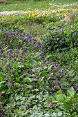 Spotted lungwort (Pulmonaria Officinalis) in the flower bed